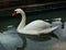 Big white nothern swan swimming in the lake