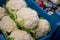 Big white organic cauliflower cabbage on market