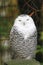 big white owl (Bubo scandiacus)