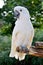 Big white parrot Cockatoo