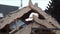 Big white parrot in his house in the yard