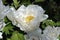 Big white peony blossoms with yellow stamens