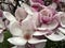 Big White and Pink Magnolia Blossoms in March in Spring