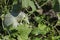 Big white pumpkin or Cucurbita pepo on vegetable garden at autumn time