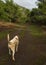 A big white-red dog walks on a sunny winter day through the woods and mountains on the Greek island of Evia, Greece