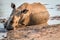 Big White rhino laying in the water