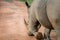 Big White rhino male walking away