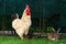 Big white rooster and two rabbits standing on grass