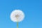 Big white round dandelion on blue sky background