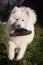 Big white samoyed standing on grass and holding slipper in mouth