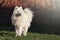 Big white samoyed standing on grass and looking at the distance