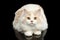 Big White Scottish Highland Straight Cat Lying Isolated on Black