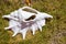 Big white seashell in grass. Old shell closeup. Tropical life. Marine detail. Big conch on coast.