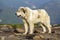 Big white shaggy grown clever shepherd dog standing alone on ste