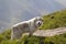 Big white shaggy grown clever shepherd dog standing alone on steep green grassy rocky mountain slope on sunny summer day on copy