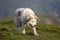 Big white shaggy grown clever shepherd dog walking alone on steep green grassy rocky mountain meadow on sunny summer day on copy