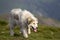 Big white shaggy grown clever shepherd dog walking alone on steep green grassy rocky mountain meadow on sunny summer day on copy