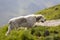 Big white shaggy grown clever shepherd dog walking alone on steep green grassy rocky mountain meadow on sunny summer day on copy