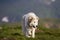 Big white shaggy grown clever shepherd dog walking alone on steep green grassy rocky mountain meadow on sunny summer day on copy