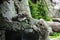 Big white Snow leopard lies with piercing yellow eyes