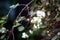 Big white snowberries on branch with green leaves