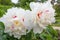 Big white sparkled paeony blossoms