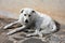 Big white stray dog looking anxiously begging for food