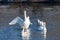 Big white swan flaps its wings on a background of juveniles on the river