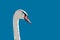 Big white swan illustration