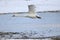 Big white swan taking off for flight