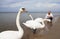 Big white swans on coast of Baltic Seas