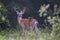 A big White-tailed deer buck on an early foggy morning with velvet antlers in summer in Canada