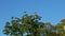 Big white tropical birds rest in group on large green tree against clear blue sky