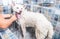 Big white and wet Akita Inu dog bath in the bathtub in the pet spa with funny face expression, selective focus