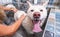 Big white and wet Akita Inu dog bathing in the bathtub with funny face expression, selective focus