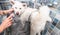 Big white and wet Japanese Akita Inu dog bathing in the bathtub with funny face expression, selective focus