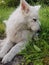 Big white white sheperd and small kitten