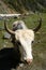 Big white Yak close up