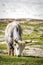 Big white Yak grazing