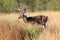 Big whitetail buck with blood on his antlers