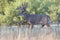 Big whitetail buck coming out of velvet