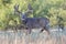 Big whitetail Buck coming out of velvet