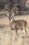 Big whitetail buck with massive grow tines