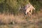 Big whitetail buck tracking doe in heat