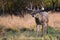 Big whitetail buck walking in look for doe