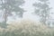 Big whitethorn bush