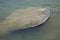 Big wide tail of a manatee at Merritt Island, Florida.
