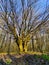 big wide tree in the spring forest