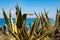 Big, wild agave plant on the beach in Formentera, Spain