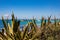 Big, wild agave plant on the beach in Formentera, Spain